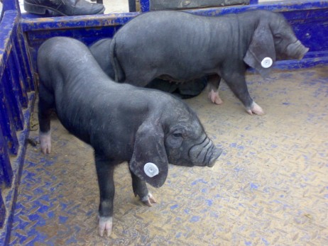 供应纯种太湖黑母猪