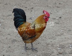 供应土鸡公苗