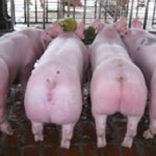 供应仔猪苗猪肥猪