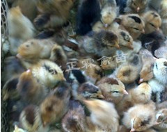 供应青脚土鸡苗