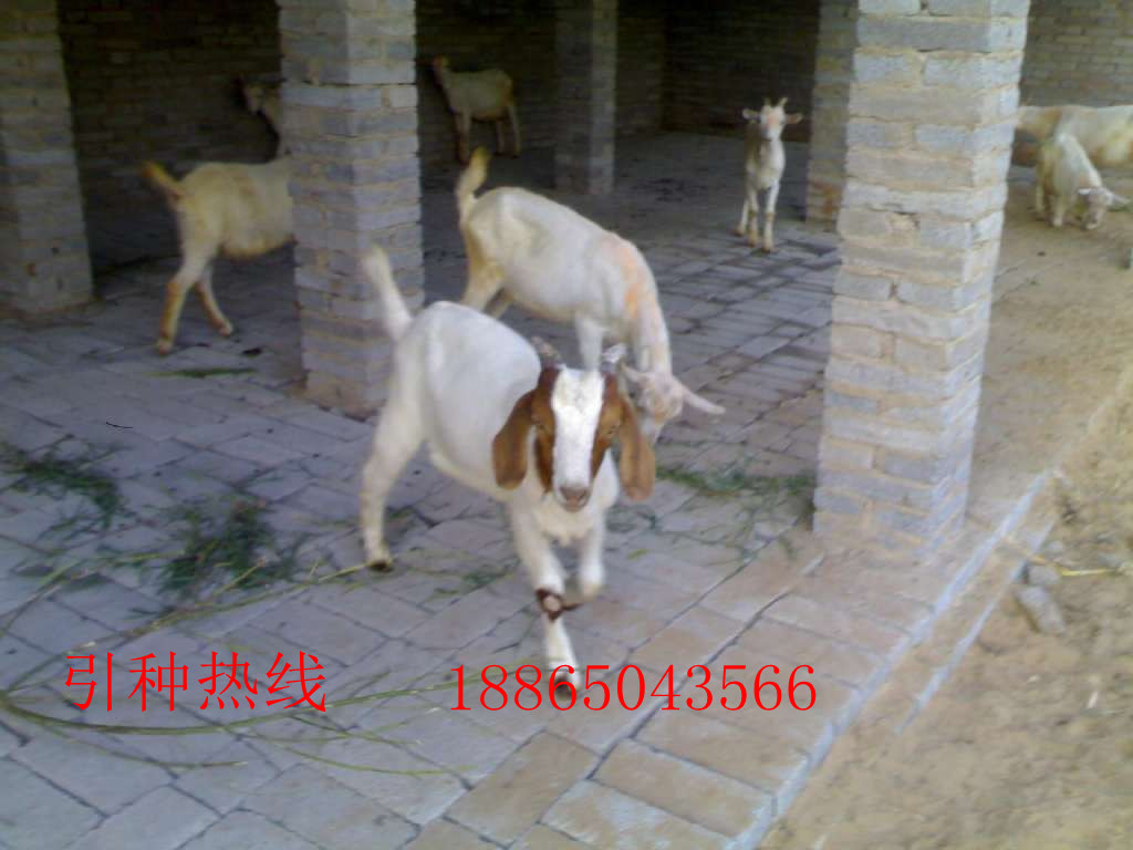 供应卖波尔山羊、小尾寒羊