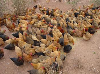 供应土鸡，鸡蛋