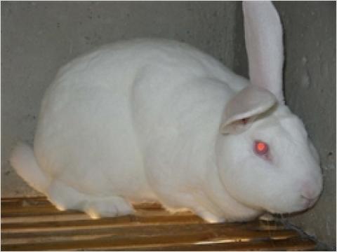 供应邯郸磁县獭兔