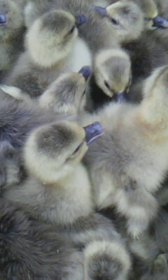 供应朗德鹅苗 鹅苗 白条朗德鹅