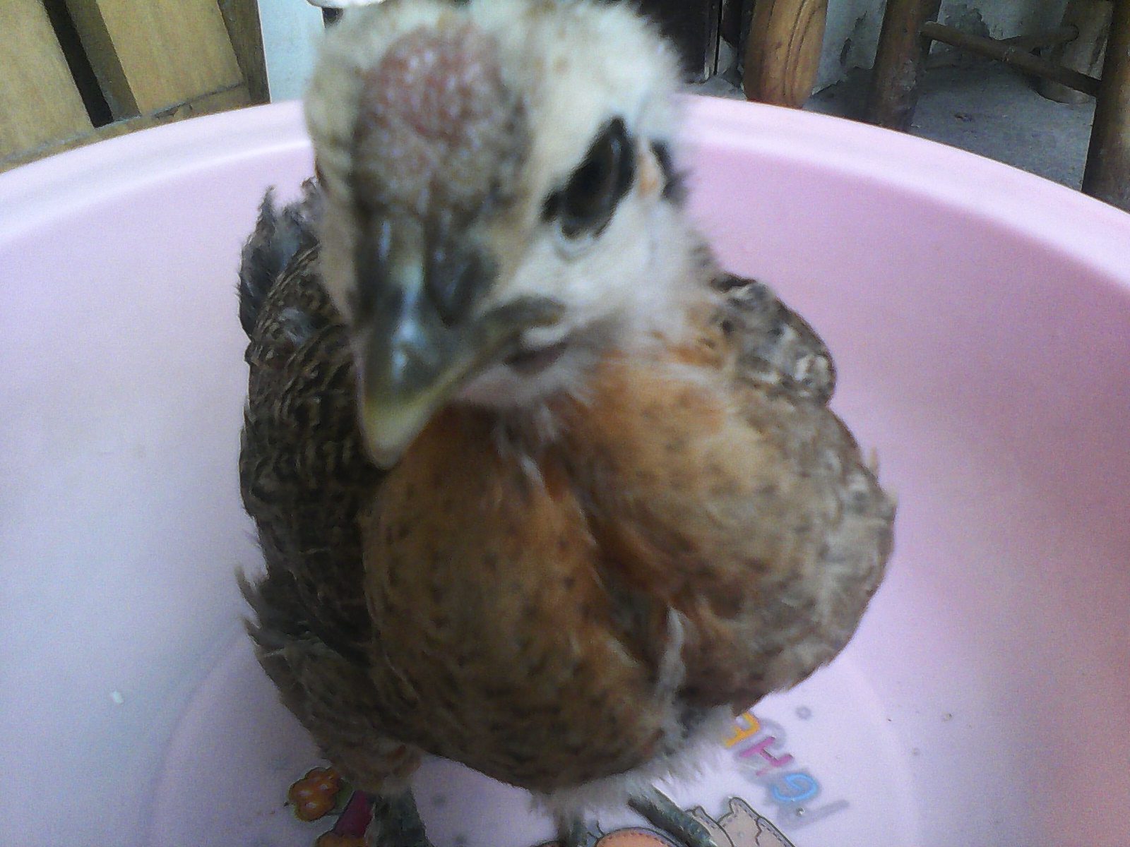 求购大头乌骨鸡