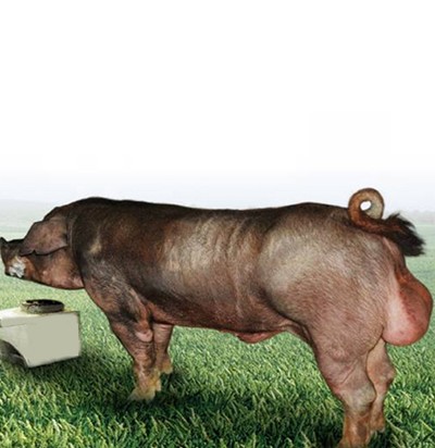 供应杜洛克公猪