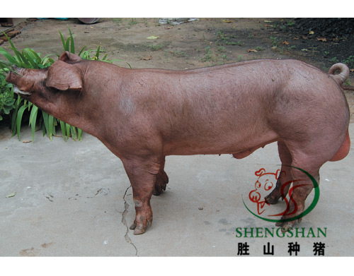 求购杜洛克公猪