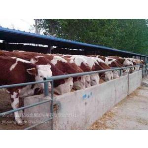 供应西门塔尔牛