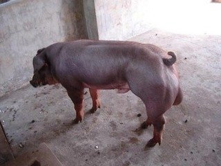 求购潍坊杜洛克公猪