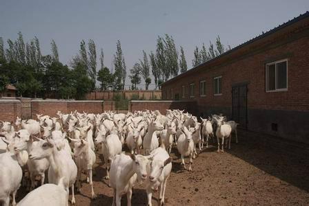 供应白山羊