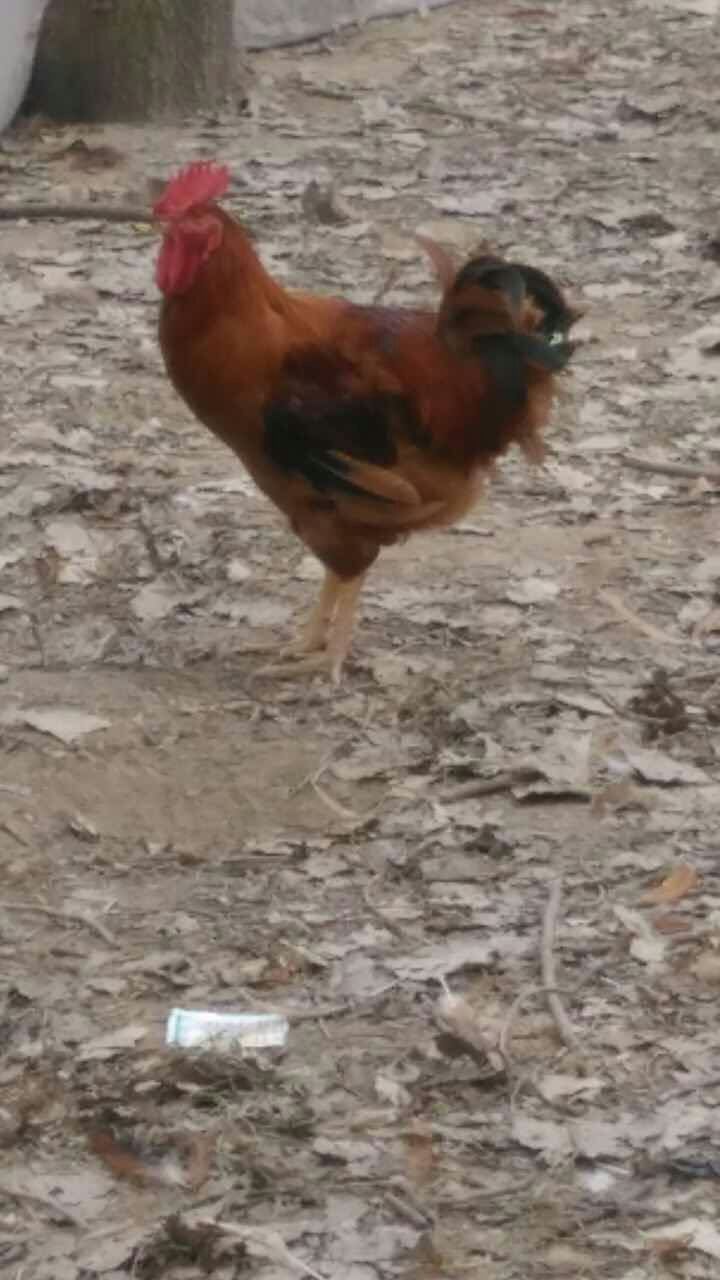 供应大公鸡、鲁西南大公鸡