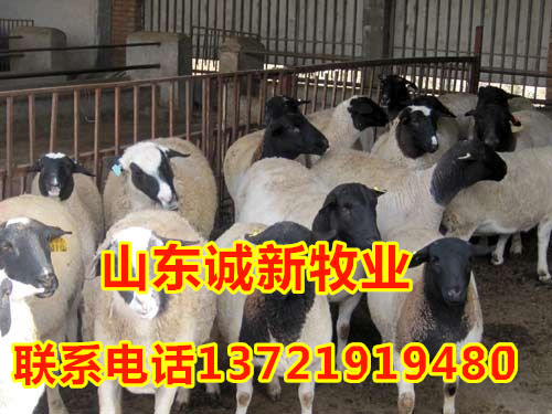 求购杜泊绵羊