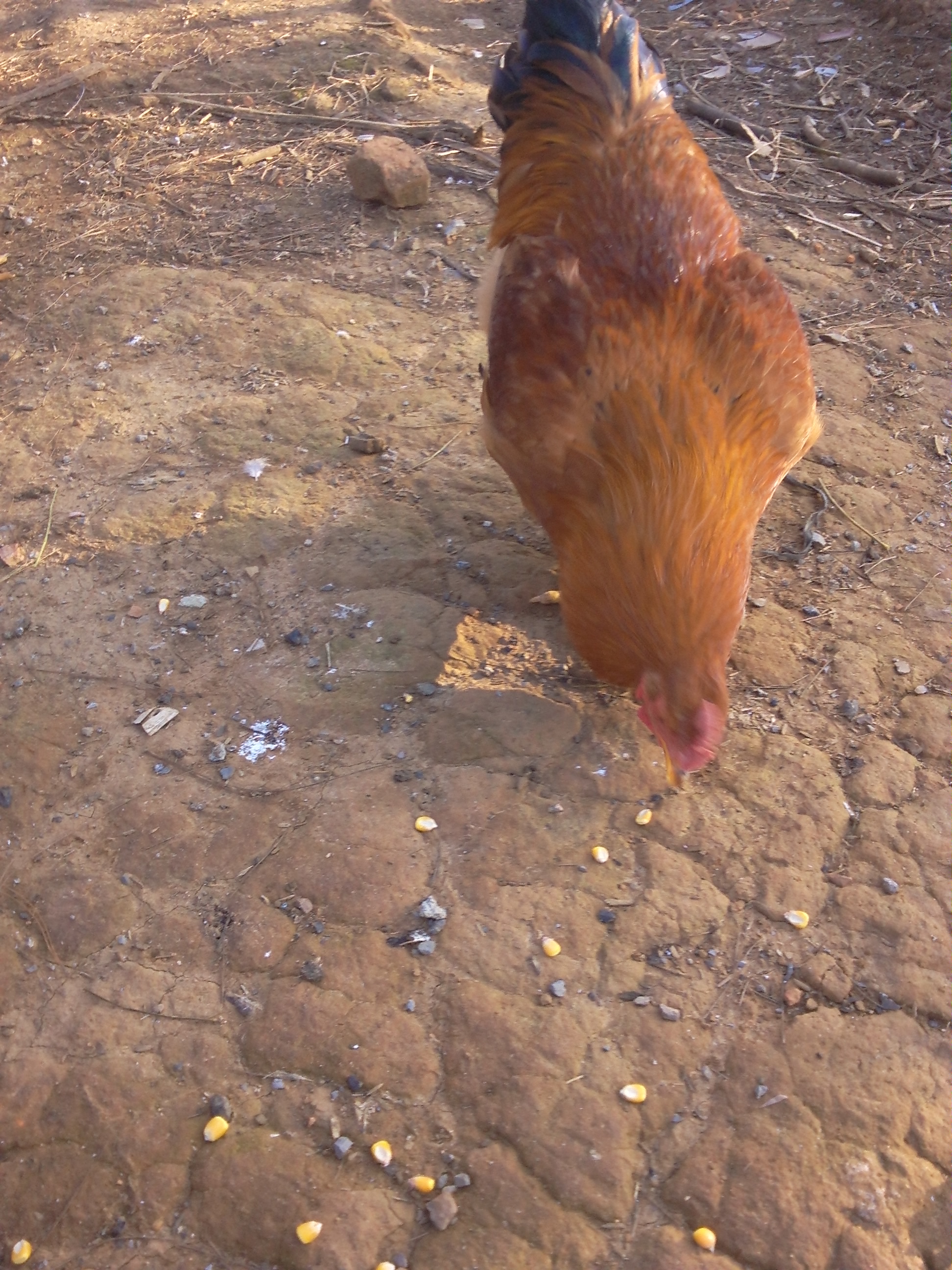 供应农家土鸡 阉鸡