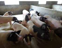 供应猪、生猪、毛猪