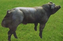 供应杜洛克种猪