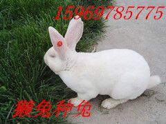 供应今日獭兔