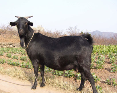 供应沂蒙黑山羊