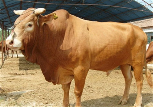 求购种牛