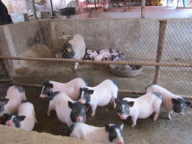 供应青岛中业香猪