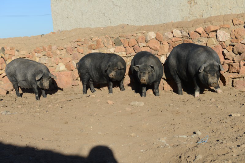 供应绿色有机黑猪肉