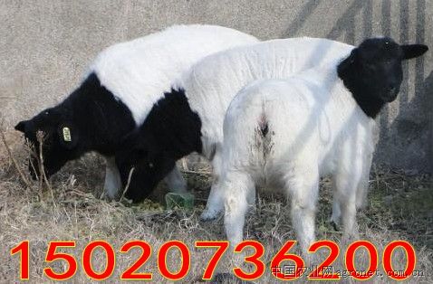 供应种羊杜泊绵羊