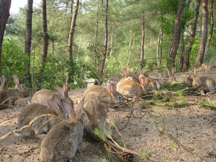 求购浙江台州绿色生态放养野兔
