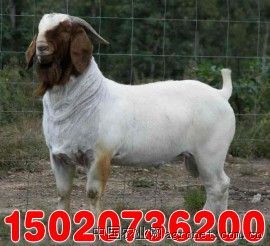 供应波尔山羊