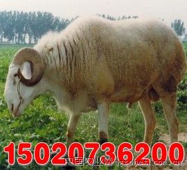 求购小尾寒羊