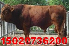供应利木赞牛，肉牛犊