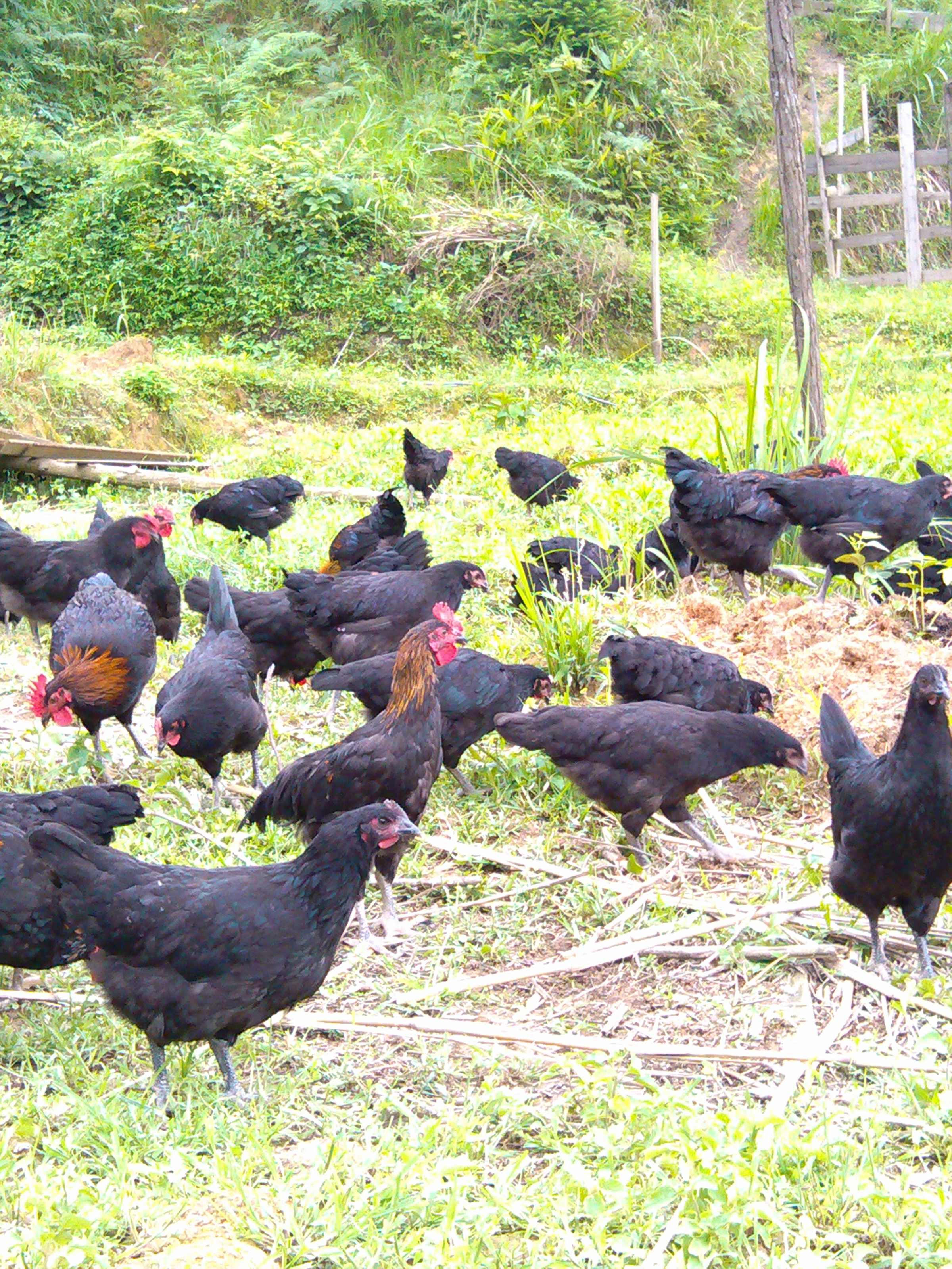 求购散养山地土鸡苗 绿壳蛋鸡
