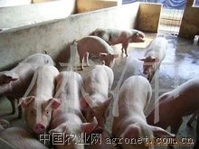 供应仔猪