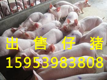 供应山东仔猪