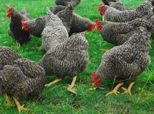 供应散养芦花鸡