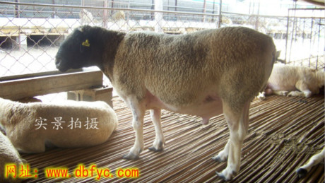 求购杜泊绵羊