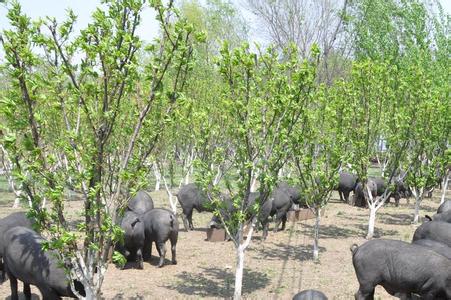 供应散养黑猪肉