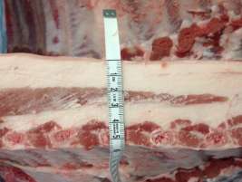 供应西班牙冷冻五花肉