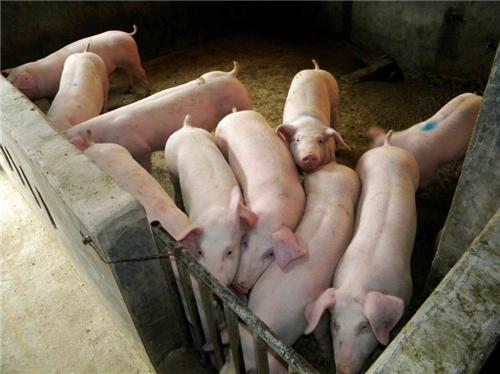 供应仔猪