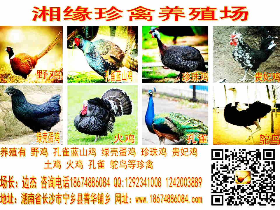 供应湘潭绿壳蛋鸡苗、绿壳鸡蛋土鸡苗