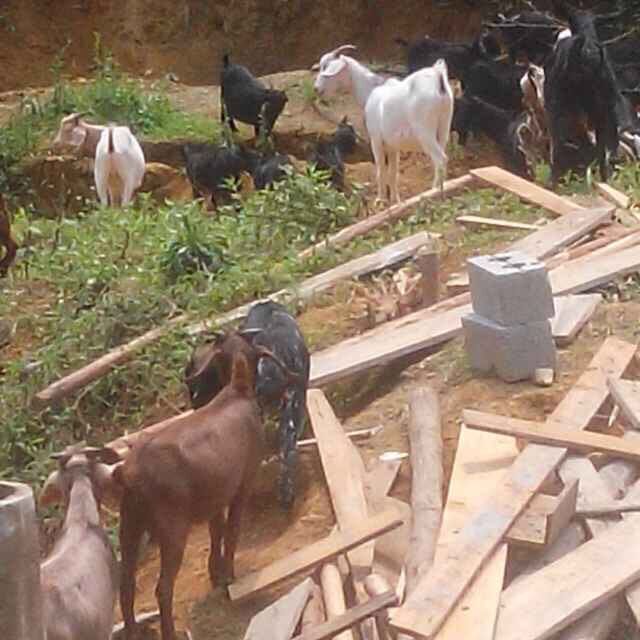 求购横县黑山羊