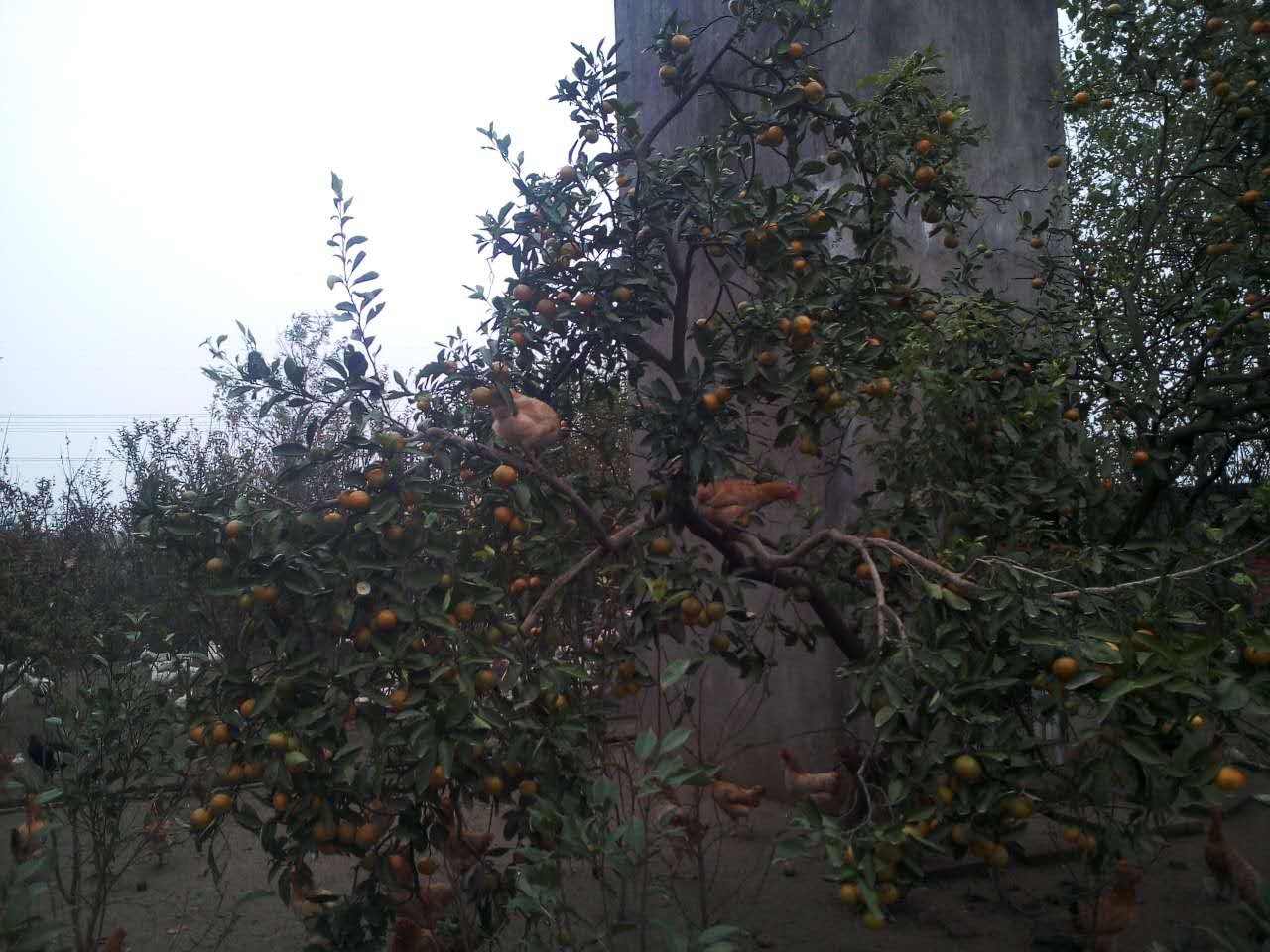 求购土鸡 土鸡蛋