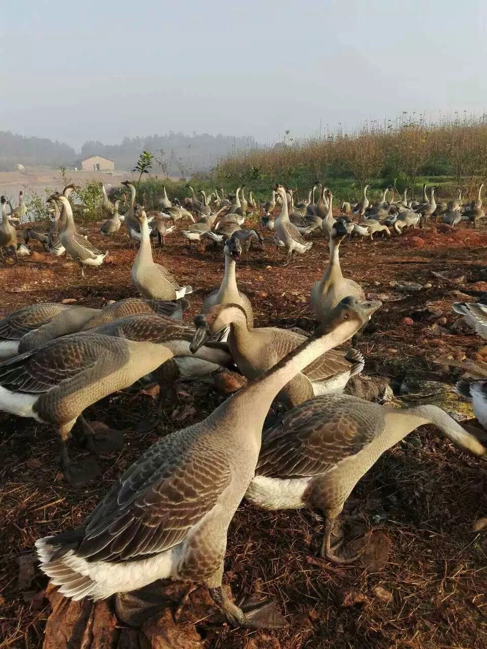 求购生态灰鹅