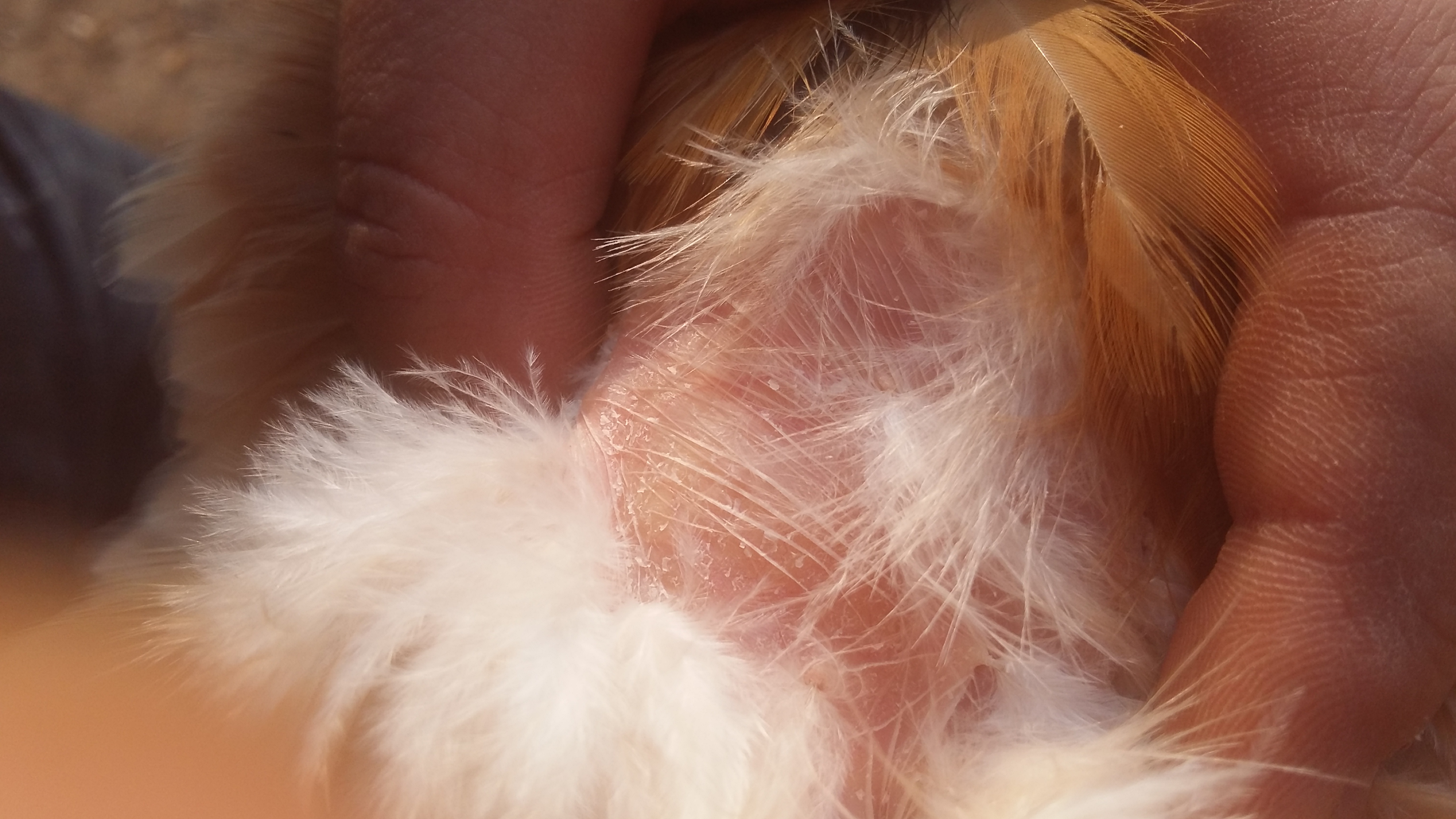 供应肥西老母鸡