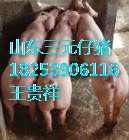 供应瘦肉型仔猪小猪