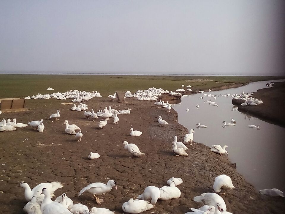 求购水边放养番鸭