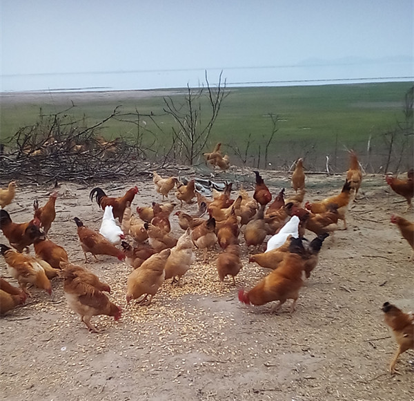 供应放养土公鸡
