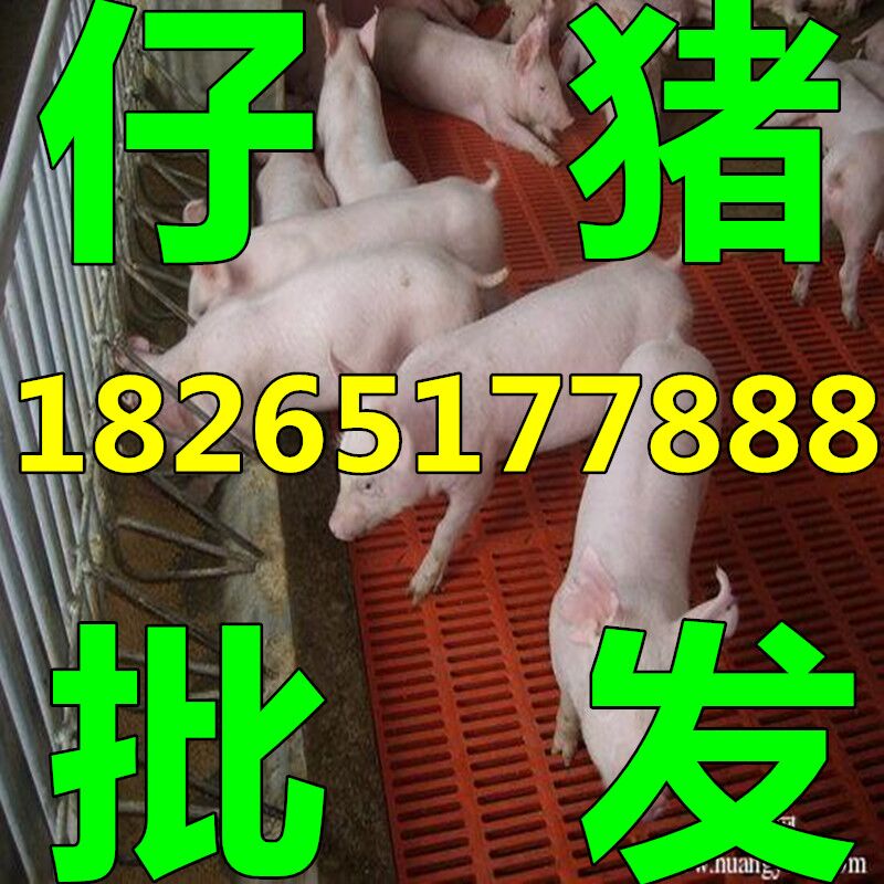 求购山东三元仔猪