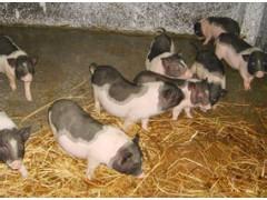 求购广东梅花猪