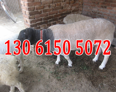 求购山东聊城杜泊绵羊养殖场黑头杜泊绵羊