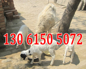 供应小尾寒羊种羊羊羔