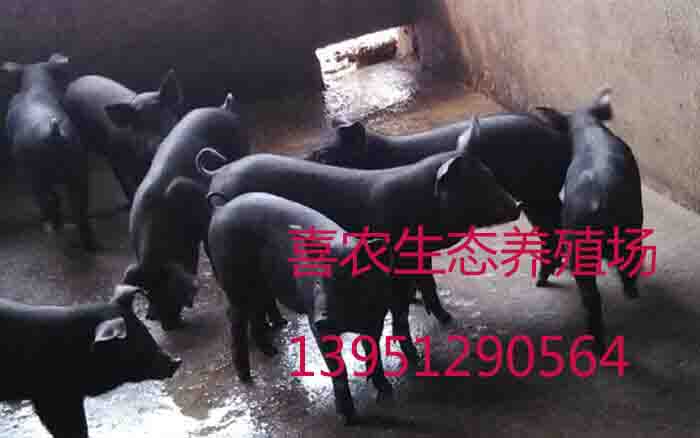 供应黑土猪太湖猪